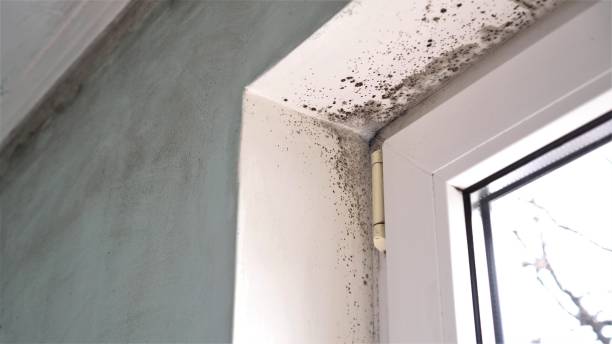 Best Industrial Mold Remediation  in Northwest Harwich, MA